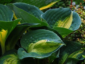 Funkia (Hosta) Dream Queen zdjęcie 3