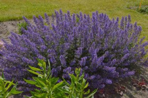 Kocimiętka (Nepeta racemosa) Junior Walker zdjęcie 7