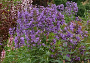Kocimiętka (Nepeta racemosa) Blue Dragon sadzonka zdjęcie 4