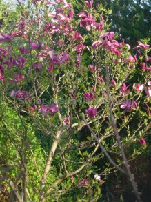 Magnolia Susan - kwitnie dwa razy w roku c5 zdjęcie 3