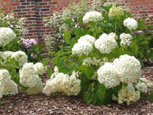 Hortensja drzewiasta (Hydrangea arbor.) Bounty c5 zdjęcie 4