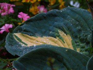 Funkia (Hosta) Dream Queen zdjęcie 5