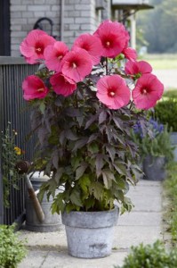 Hibiskus bylinowy (Hibiscus moscheutos) Carousel Pink Passion zdjęcie 5