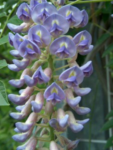 Wisteria kentucka (Wisteria macrostachia) Blue Moon c2 zdjęcie 5