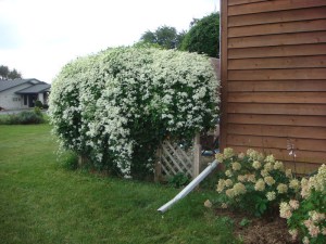 Powojnik jesienny (Clematis terniflora) Early Snow c2 zdjęcie 4