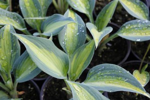 Funkia (Hosta) Touch of Class sadzonka zdjęcie 5