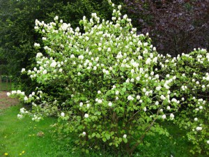 Fotergilla większa (Fothergilla major) c3 zdjęcie 5