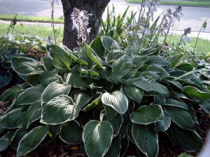 Funkia (Hosta) Francee sadzonka zdjęcie 4