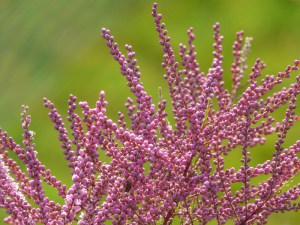 Tamaryszek rozgałęziony (Tamarix ramosissima) Rubra c2 zdjęcie 1