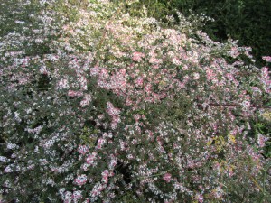 Aster bocznolistny (Aster lateriflorus) Lady in Black zdjęcie 5