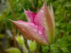 Powojnik (Clematis) Asao c2 zdjęcie 7