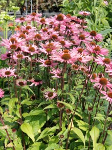 Jeżówka purpurowa (Echinacea) Profusion zdjęcie 4