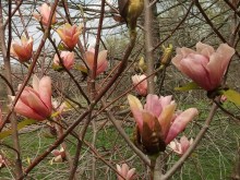 Magnolia Honey Tulip c5 zdjęcie 1