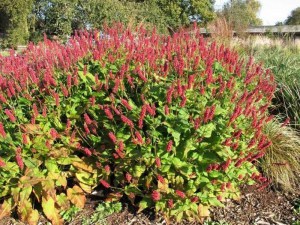 Rdest himalajski (Persicaria) JS Caliente zdjęcie 5