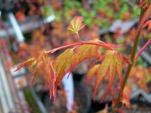 'Klon palmowy (Acer) Katsura c3 zdjęcie 5' Klon palmowy (Acer) Katsura c3 zdjęcie 5