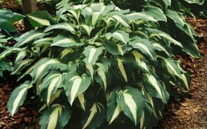 Funkia (Hosta) Night Before Christmas zdjęcie 3