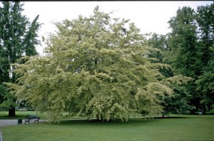 Buk pospolity (Fagus sylvatica) Albovariegata c3 zdjęcie 5