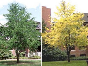 Grujecznik japoński (Cercidiphyllum japonicum) zdjęcie 3