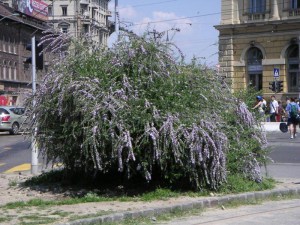Budleja skrętolistna (Budleja alternifolia) zdjęcie 4