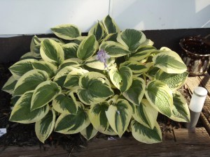 Funkia (Hosta) Brim Cup zdjęcie 5