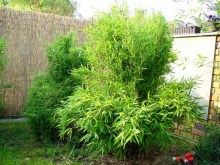 Bambus krzewiasty - Fargesia murielae c2 zdjęcie 5