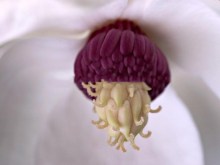 Magnolia Siebolda pachnąca c5 zdjęcie 4