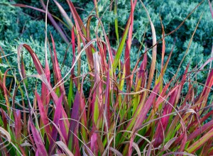 Proso rózgowate (Panicum virgatum) Rehbraun zdjęcie 5