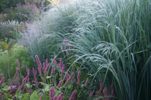Proso rózgowate (Panicum virgatum) Northwind zdjęcie 4