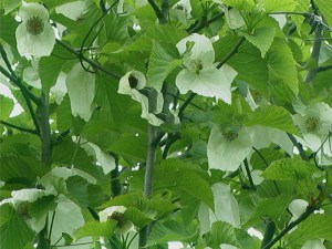 Dawidia chińska (Davidia involucrata) zdjęcie 4