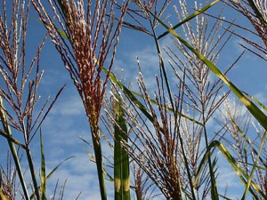 Miskant chiński (Miscanthus sinensis) Giraffe zdjęcie 4