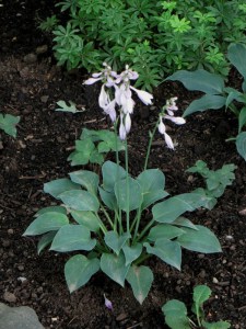 Funkia (Hosta) Pacyfic Blue Edger zdjęcie 4