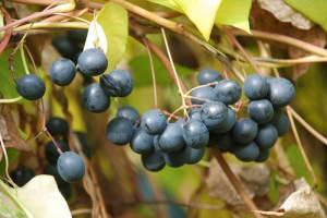 Miesięcznik dahurski (Menispermum davuricum) c2 zdjęcie 2