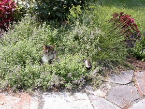 Kocimiętka (Nepeta racemosa) Walker's Low 6