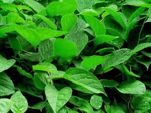 Cytryniec chiński (Schisandra) jadalne owoce c4 zdjęcie 5