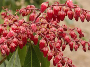 Pieris japoński (Pieris japonica) Valley Valentine czerwony zdjęcie 5