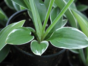Funkia (Hosta) Tom Schmid sadzonka zdjęcie 4