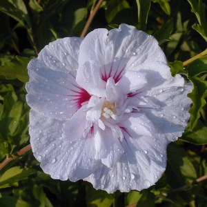 Ketmia syryjska (Hibiscus syriacus) China Chiffon c2 zdjęcie 3