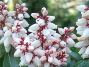 Pieris japoński (Pieris japonica) Bonfire zdjęcie 5
