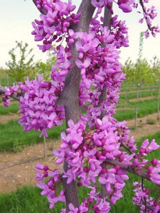 Judaszowiec kanadyjski (Cercis canadensis) c2-c3 zdjęcie 3
