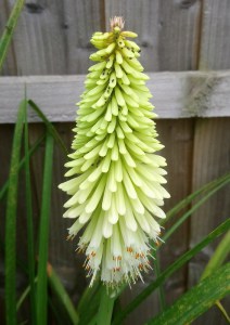 Trytoma (Kniphofia) Ice Queen zdjęcie 2