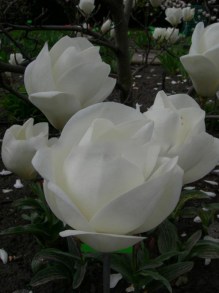 Magnolia pośrednia (Magnolia soulangeana) Lennei Alba zdjęcie 6