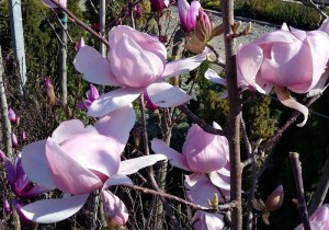 Magnolia Brixton Belle c4 zdjęcie 5