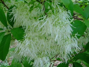 Śniegowiec wirginijski (Chionanthus virg.) śnieżne drzewo c3 zdjęcie 4