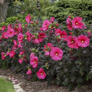 Hibiskus bylinowy (Hibiscus moscheutos) Evening Rose zdjęcie 5