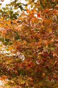 klon palmowy zielony (Acer palmatum) c5 zdjęcie 5