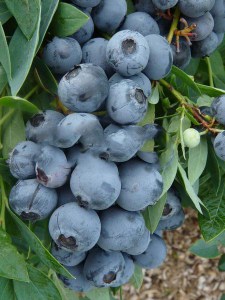 Borówka amerykańska Bluegold c1,5 zdjęcie 4