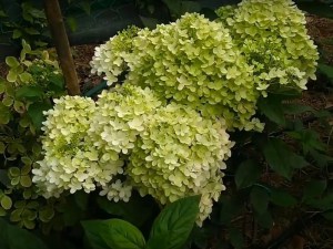 Hydrangea paniculata (Hydrangea paniculata) Magical Andes c2 zdjęcie 5