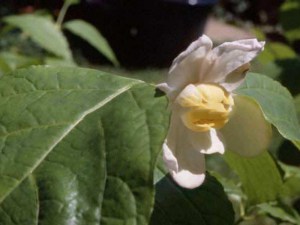 Kielichowiec chiński (Sinocalycanthus chinensis) zdjęcie 5