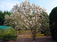Magnolia pośrednia (Magnolia soulangeana) Superba zdjęcie 5