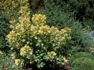 'Perukowiec podolski (Cotinus coggygria) Golden Spirit zdjęcie 4' Perukowiec podolski (Cotinus coggygria) Golden Spirit zdjęcie 4